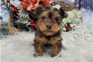 Giselle - Yorkshire Terrier - Yorkie for sale