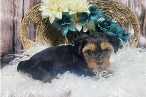 Mason - Yorkshire Terrier - Yorkie for sale