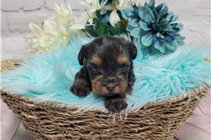 Mikey - puppy for sale