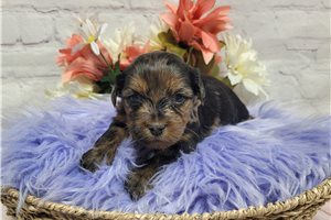Melissa - Yorkshire Terrier - Yorkie for sale
