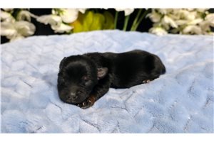 Link - Yorkshire Terrier - Yorkie for sale