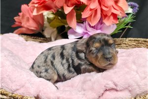 Sloane - Yorkie for sale