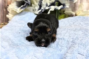 Link - Yorkshire Terrier - Yorkie for sale