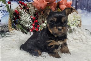 Fancy - Yorkshire Terrier - Yorkie for sale