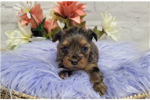 Molly - puppy for sale