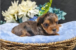 Norm - Yorkie for sale