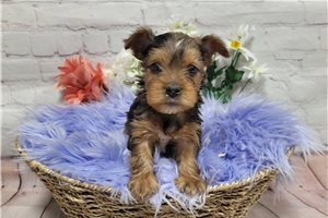 Isabelle - Yorkshire Terrier - Yorkie for sale