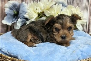 Norm, a Yorkie puppy