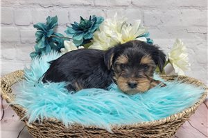 Izzy - Yorkshire Terrier - Yorkie for sale