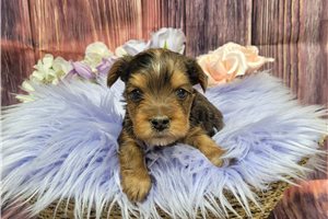 Isabelle - Yorkshire Terrier - Yorkie for sale