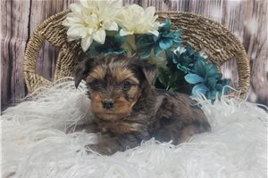 Monty - Yorkshire Terrier - Yorkie for sale