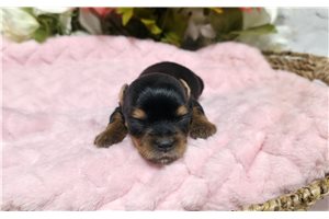 Nera - Yorkie for sale