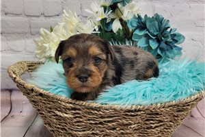 Memphis - Yorkshire Terrier - Yorkie for sale