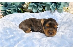 Norm - Yorkie for sale