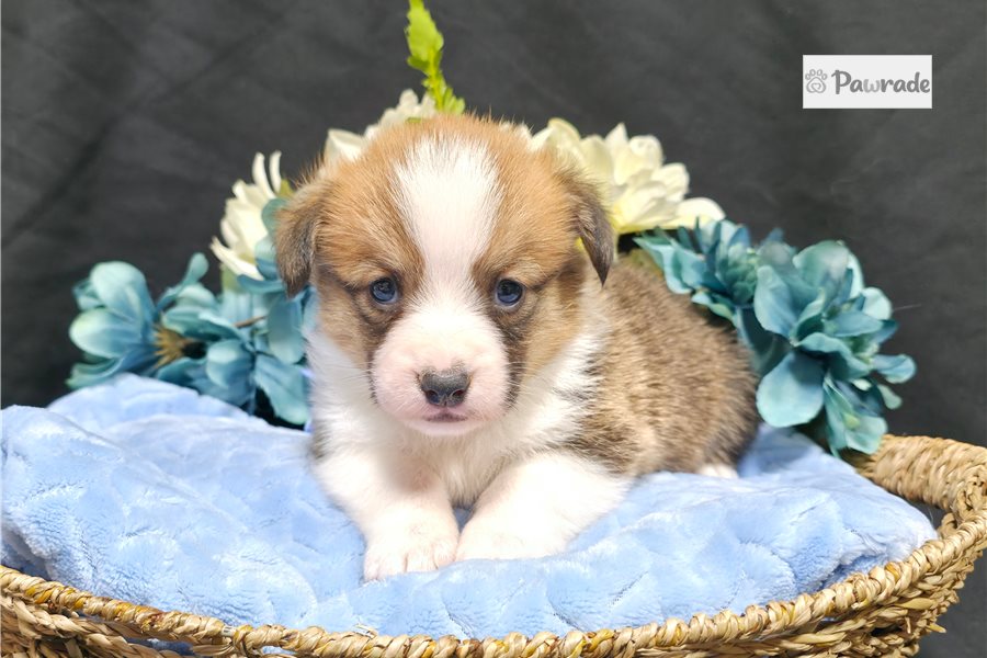Cruz, male Pembroke Welsh Corgi puppy for sale