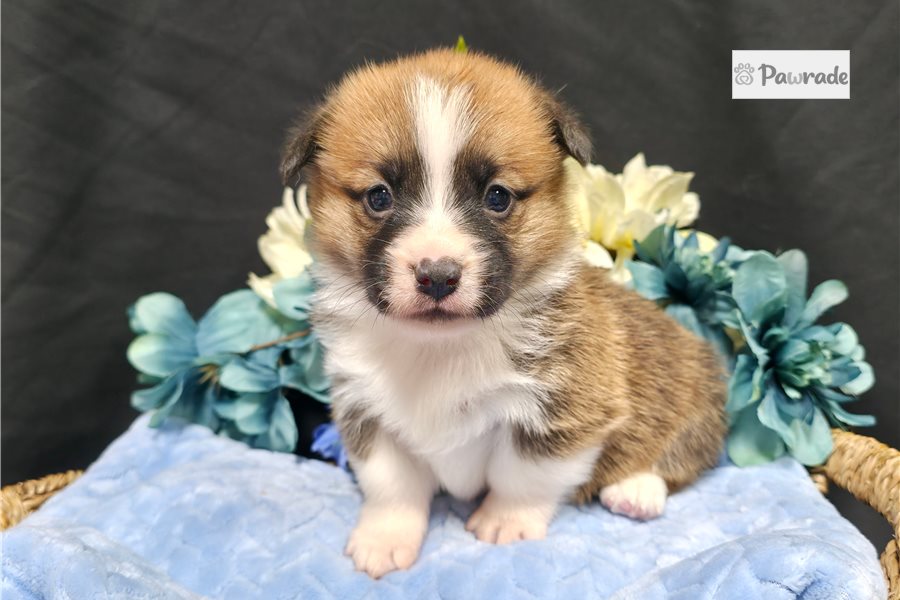 Carter, male Pembroke Welsh Corgi puppy for sale