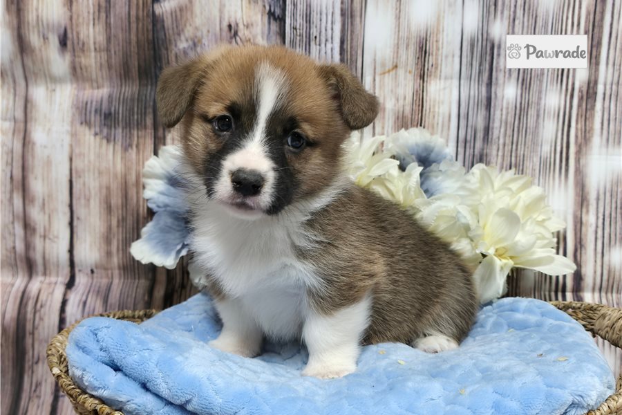 Carter - Pembroke Welsh Corgi for sale