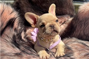 Eleanor - French Bulldog for sale