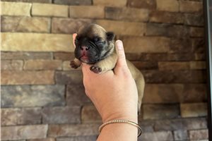 Adler - puppy for sale