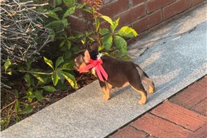 Adelia - French Bulldog for sale