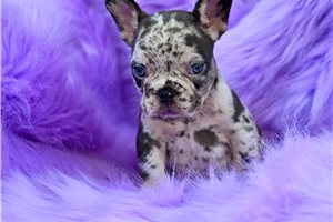 Leonardo - French Bulldog for sale