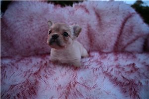 Alexei - French Bulldog for sale