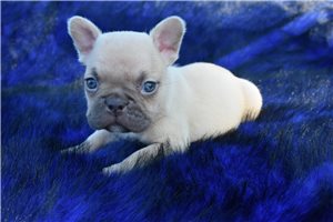Zebedee - puppy for sale