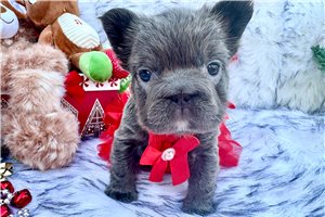 Sugarplum - French Bulldog for sale