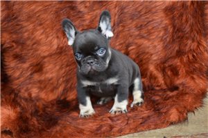 Brian - French Bulldog for sale