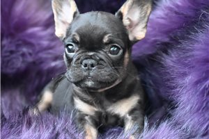 Lance - French Bulldog for sale