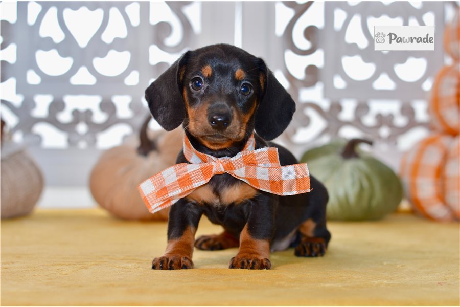 Delaney, female Mini Dachshund puppy for sale