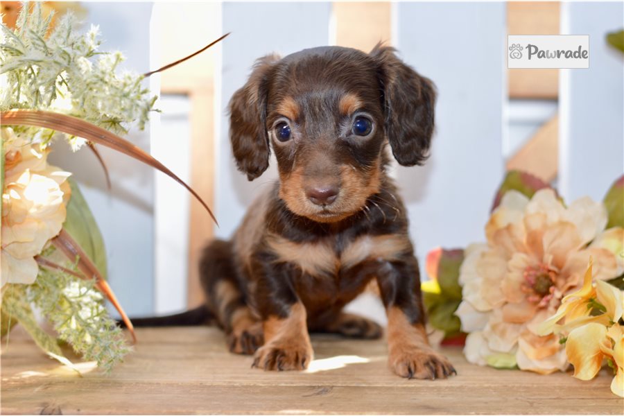 Ruby - Mini Dachshund for sale