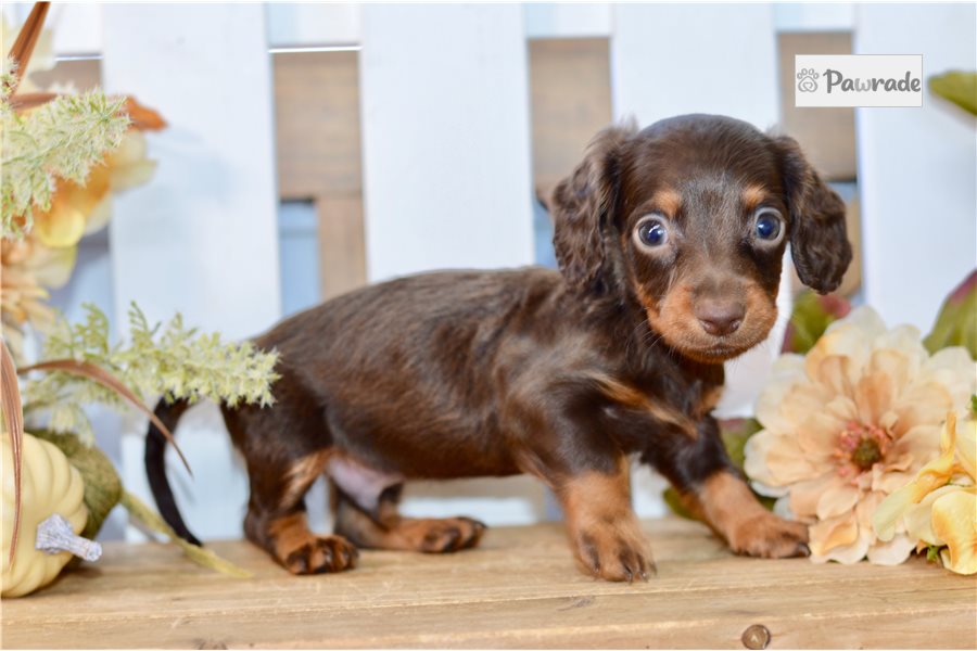Romeo - Mini Dachshund for sale