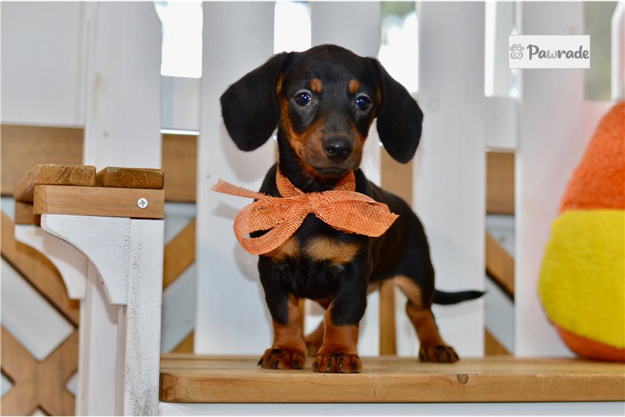 Donna - Mini Dachshund for sale