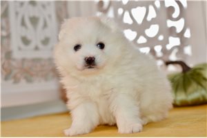 Marco - American Eskimo Dog for sale