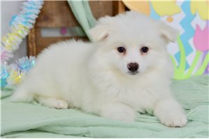 Chester - American Eskimo Dog for sale