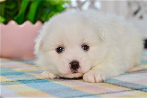 Rhodes - American Eskimo Dog for sale