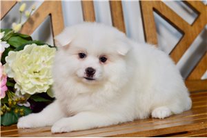 Reese - American Eskimo Dog for sale