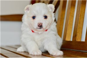 Caitlin - American Eskimo Dog for sale