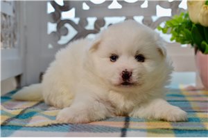 Reese - American Eskimo Dog for sale