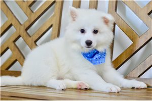 Cristian - American Eskimo Dog for sale