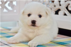Ranger - American Eskimo Dog for sale