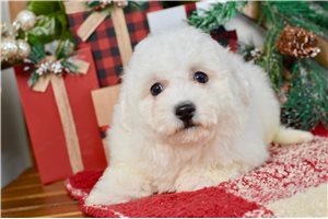 Brooke - Bichon Frise for sale