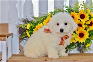 Alistair - Bichon Frise for sale