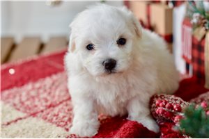 Buttons - Bichon Frise for sale