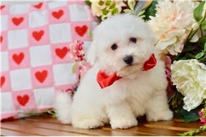 Billy - Bichon Frise for sale