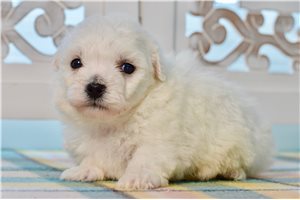 Alfred - Bichon Frise for sale