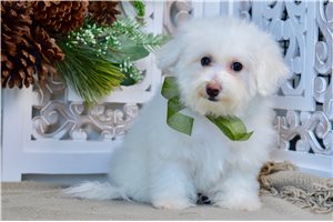 Natalia - Bichon Frise for sale