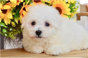 Alistair - Bichon Frise for sale