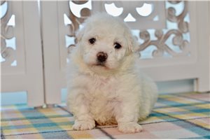 Alistair - Bichon Frise for sale